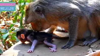 So Adorable Wildlife Baby Monkey Really Trying To Be Active