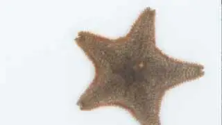 Asterina gibbosa