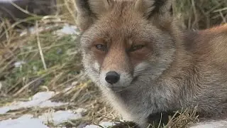 Korte natuurfilm winterbeelden met o.a. vos, ree, waterral, ijsvogel  2015