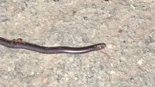 Blind warm snake