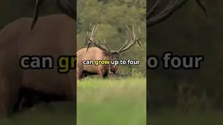 Surprising Elk Facts You Need to Know! 🦌✨ #ElkFacts #Wildlife