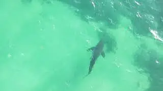 Shark at Point Leo Victoria