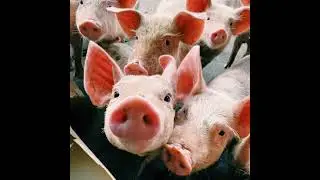 EP25 |【兒童科普】什麼是非洲豬瘟？(Protecting Our Pork: What is African Swine Fever?)