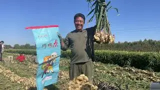 High yield ginger is inseparable from the use of cocoly granular water-soluble fertilizer. #cocoly