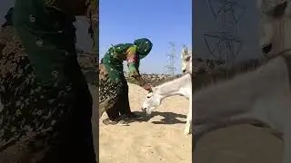 Donkey Mating Video 2025  #animaldocumentary #animals #animalbehavior #donkey