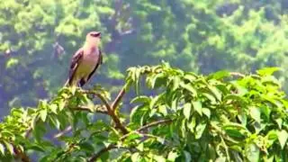 A mockingbird calls for mates
