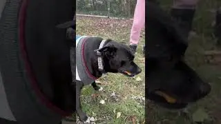 Three more dogs freed! #dog #chainfree #doglover #barron #puppy #duchess #colts