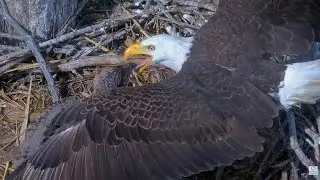 Captiva Eagle Cam - Quinn (CE14) swallows a big fish tail and pulls Clive's tongue 😮