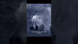 little lion born with disabilities wanted a drink milk, but was ruthlessly rejected by the lioness.