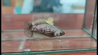 PLATINUM BETTA #ikanlaga #bettafish #aquarium #breeding #fishtank #bettaseller #ikancupang