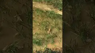(mini vlog) ghav ka 🫠maja shahron mein nahin aata 🥹💔 #vlog