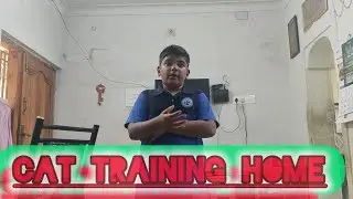 Cat training home