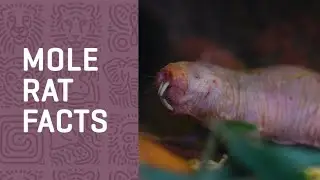 Meet our NAKED MOLE RATS