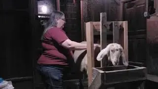 The baby goats are coming, how do I get ready? - Training a doe to be a 
