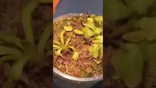 &iexcl;&iexcl;&iexcl;Comieron mis plantas carnivoras!!!@Carnifans