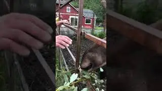 Moose at the Reindeer Farm in Alaska