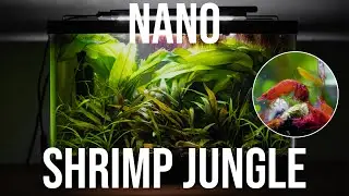 Building a Nano Cherry Shrimp Jungle Tank &ndash; 3 Months of Incredible Growth!