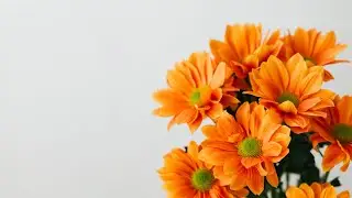 TV Wallpaper video - Flowers Photos Compilation | Frameless TV Art | Art Screensaver for TV