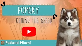 Познакомьтесь с помски: щенком, стоящим за ажиотажем!