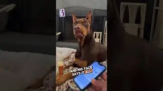 dogs can understand humans? #dogs #pets #funny #shorts