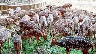 A beautiful sight of a herd of deer eating grass!#viral #animals 