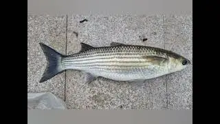 mullet fishing on the river tawe