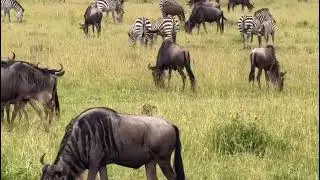 Nature at Its Wildest: Inside the Serengeti Calving Season (Must See!)