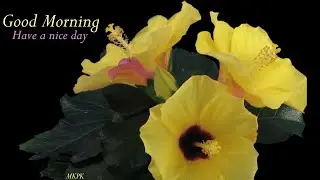 Kanyevest -Good Morning video, Beautiful Whatsapp, #Goodmorningstatus #goodmorningvideo #2021#garden