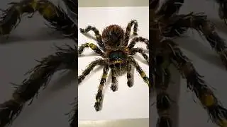 ✏️🕷️ Desenhando Aranha 3D