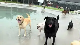 Speel uurtje, kom kijken hoe het gaat met jouw trouwe viervoeter