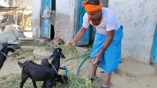 अषाढ़ी पूजाई 😂 प्योर मगहिया भाषा पर आधारित #Uday doctor comedy