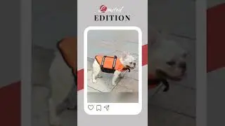 Summer Dog Life Vest Jacket Reflective