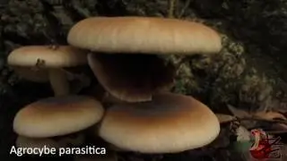 Agrocybe parasitica- Australia