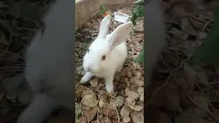 #rabbits #rabbit #rabbi