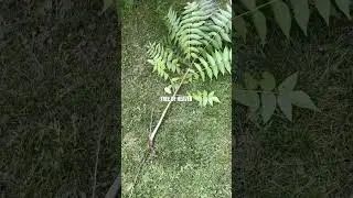 Noxious & Invasive Weed