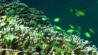 Damselfishes. Red Sea 2010-11 m2t