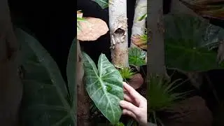 New critters have joined the showroom! #satanicleaftailgecko #uroplatusphantasticus #gecko
