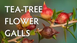 Flower galls, scale insects & other curiosities