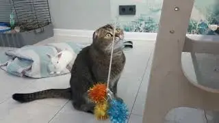 Cat's wild play