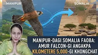 Manipur Dagi Somalia faoba: Amur Falcon gi akiba leitaba khongchat! 🦅✈️