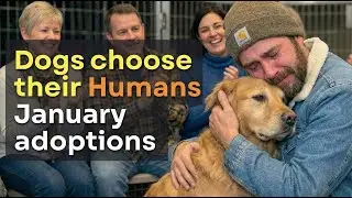 When A Dog Chooses You as His Forever Human #dogadoption #heartwarming