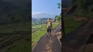 Adem sekali suasana pedesaan#pertanian #pedesaan 