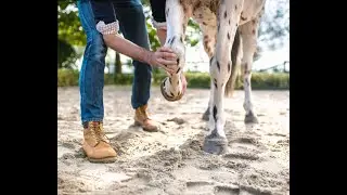 Ep. 66: Joint Supplements for Horses: What Actually Works (and What Doesn&rsquo;t)