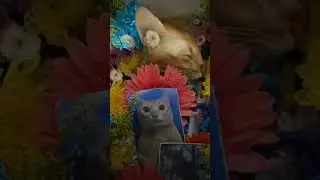 rest in peace El Gato, we will still remembering you. #legend #elgato #shorts #sad #cat
