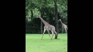 Leopard Forest Now Open at Nashville Zoo!