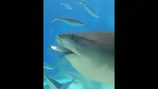 #shark hunting Fish #shark
