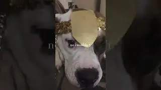 dogs #dogofinstagram #dogofyoutube #viralvideos #dogv&iacute;deos #dogsmile #dogphoto #doglovers #catlover