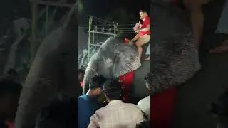 ഗണേശനും കാവേരിയും tirur#elephant #aanakotta #travel #kaverielephant #kaveri