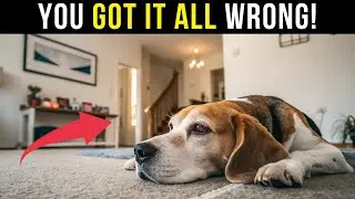 🐕 NEVER Wake a Dog Sleeping On Its Back &mdash; HERE'S WHY!