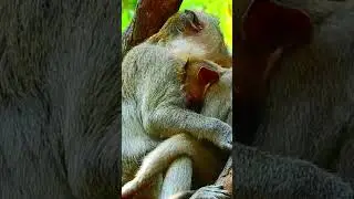 @#Jane monkey#best video# 268
